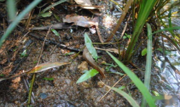 国产精品 草,草生科技，引领绿色生活新风尚